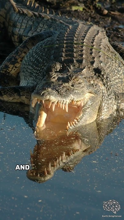 Saltwater Crocodile | Strongest Bite Force In The World - YouTube