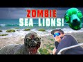 Zombie Sea Lion Takeover of Southern California