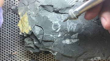 Fossil Preparation of Trilobites!