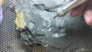 Fossil Preparation of Trilobites!
