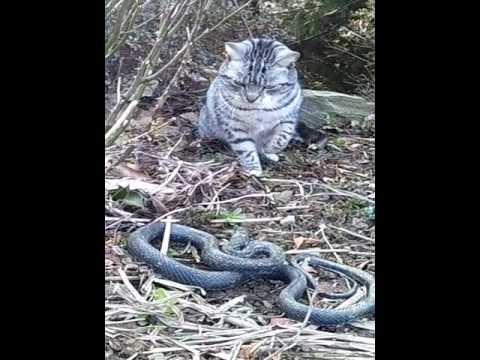 ヘビと猫 Putting a toy snake behind my cat had unexpected results