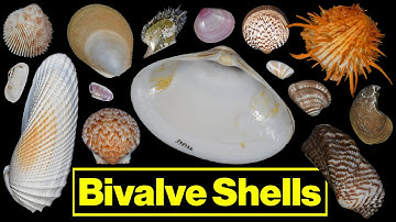 Bivalve Shells: Parts of a Shell