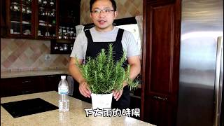 植物生病了? | 爛葉| 發霉| 發黃| 香草教室| 森林有塊田