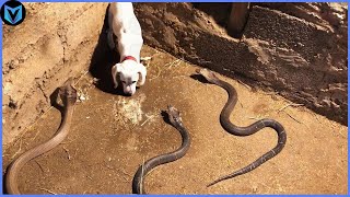 18 Craziest Snake Attacks Caught on Camera