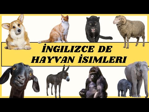 İngilizce Dilinde 90 Hayvan İsimleri | Learn Animals Names In English For KIDS | @EasyLingu