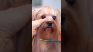 Yorkshire terrier scissor grooming ✂️❤️🐶