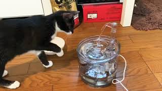 初めて自動給水器をみた猫