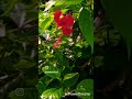 #vlog #viral