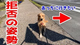 散歩道は自分で決めたいジョイ
