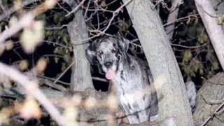 Great Dane Gets Rescued From 20-Foot Tree After Somehow Getting Stuck