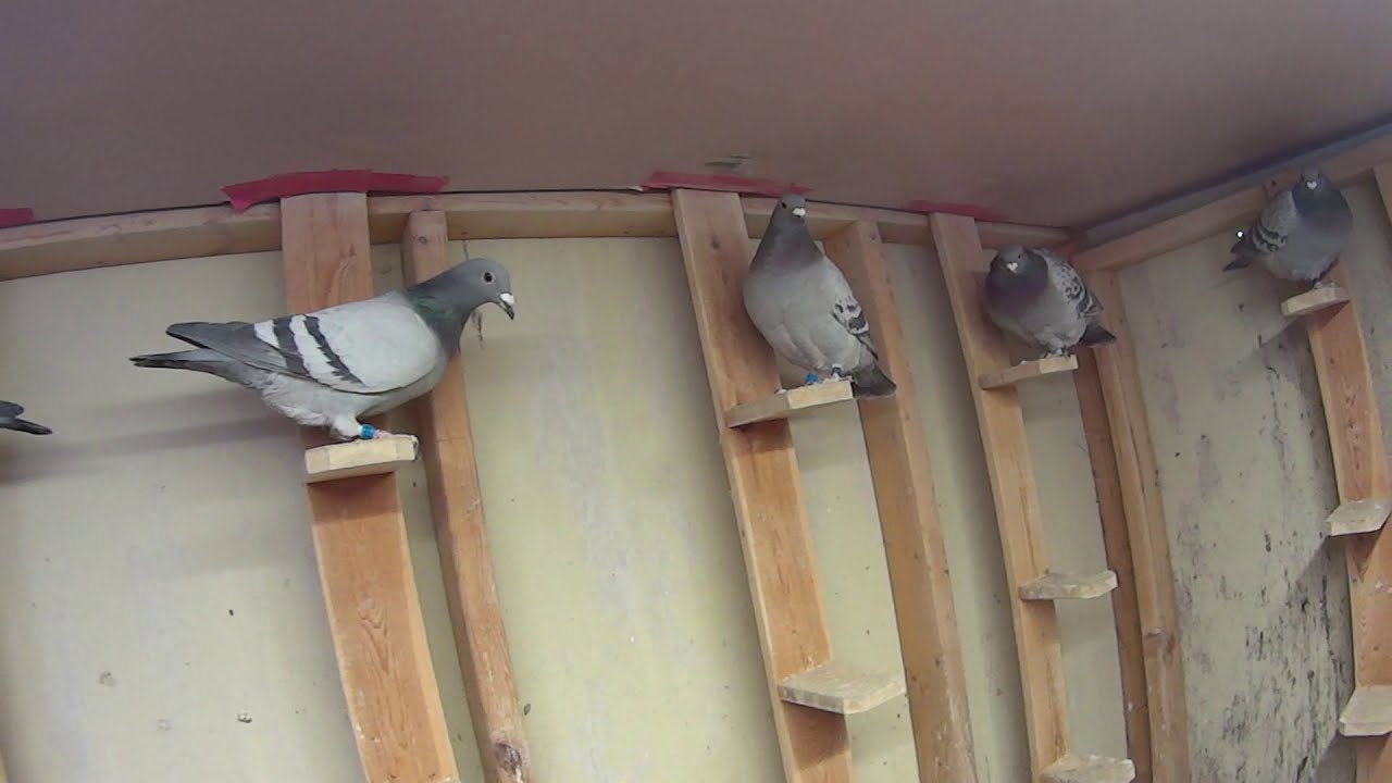 Racing Pigeon young birds from last year YouTube