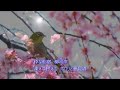 さくら月夜 真木柚布子 【cover】 by maga coco