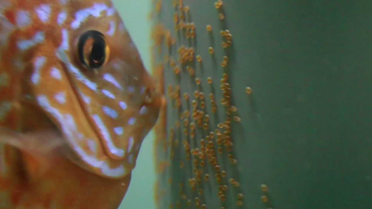 Riproduzione del Discus: le uova vengono ventilate - the pair areate