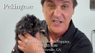 Puppies For Sale December 2025