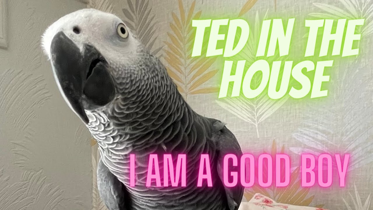 chatty boy ted vlog24 I am a good boy - YouTube