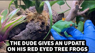 The Dude gives an update on his Red Eye Tree Frogs
