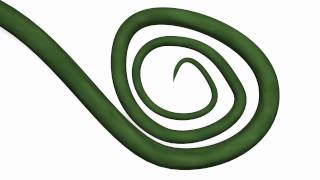 Vine Growing Test