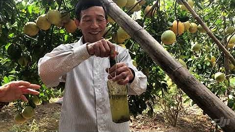 LÀM SAO DIỆT RUỒI VÀNG, CỎ DẠI MÀ KHÔNG DÙNG THUỐC - GIÚP VƯỜN BƯỞI ĐÀO LÁ XANH, QUẢ SAI, ĂN NGỌT