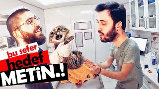 Alvi̇n Meti̇ni̇ Parçalayacakti Ama Metin Ucuz Kurtardı Hırçın Kedi Saldırısı