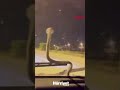 Antalya'da Sürücüleri Şaşırtan Yılan Şoku 🐍