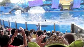 Orcas En Orlando