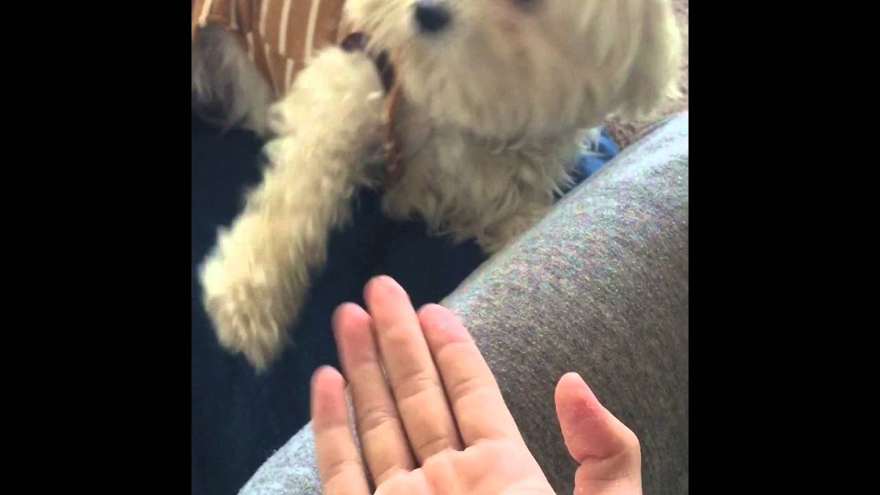 My little dog fall off the sofa. YouTube