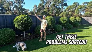 Major winter lawn issues and how to fix them!!