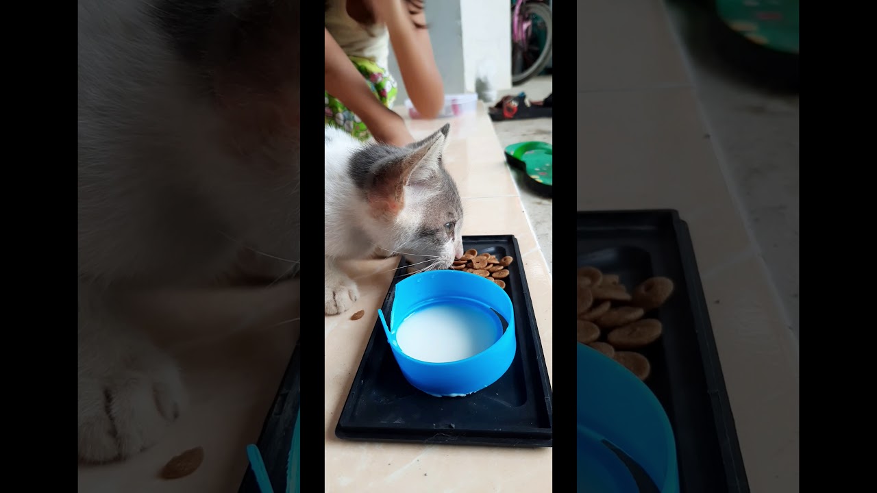 Kucing Anggora Kecil Lucu - Anak kecil lucu kejar kucing - YouTube 