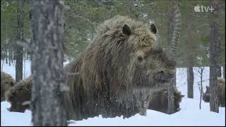 Prehistoric Planet: Ice Age — Season 3 Official Trailer