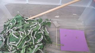 Silkworm Update #3
