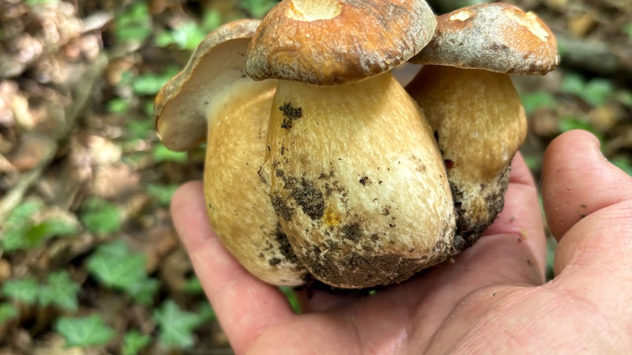 Cèpes d été , cèpes bronzés en plaine 