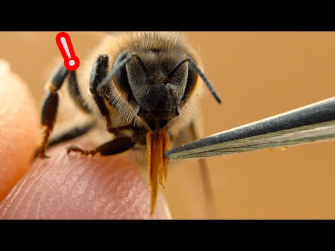 ミツバチの口をピンセットでつまんだ - YouTube