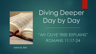 An Olive Tree Explains - Romans 11:17-24