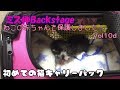 【子猫 保護10d】ゆめちゃん、猫キャリーバックに初めて入ってみた【cute kitten 10d】