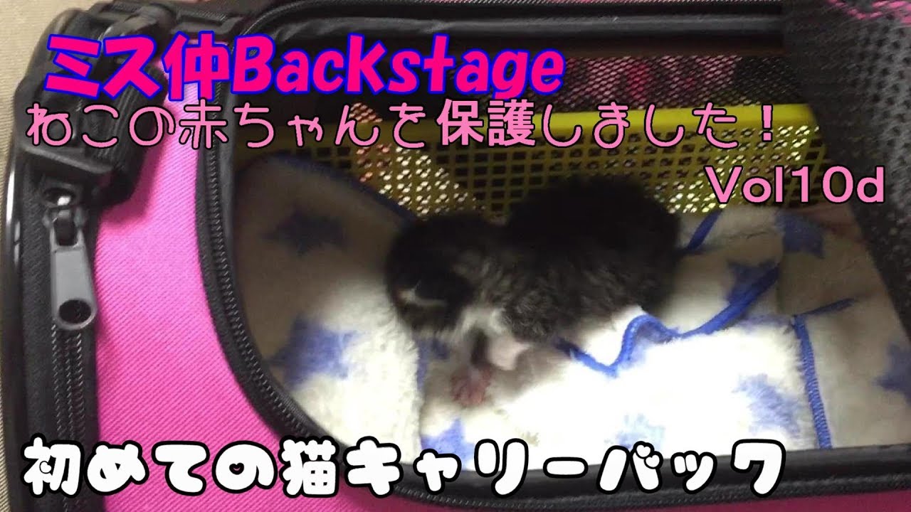 【子猫　保護１０d】ゆめちゃん、猫キャリーバックに初めて入ってみた【cute kitten 10d】