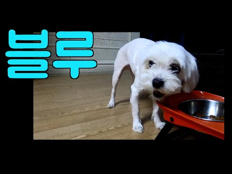 [말티즈] 450탄.말티즈 블루의  사료먹는 방법