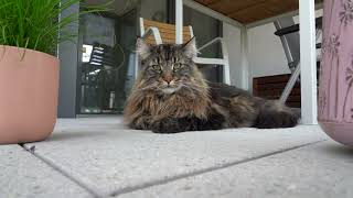 The Hot Summer Days are here | Norwegian Forest Cats