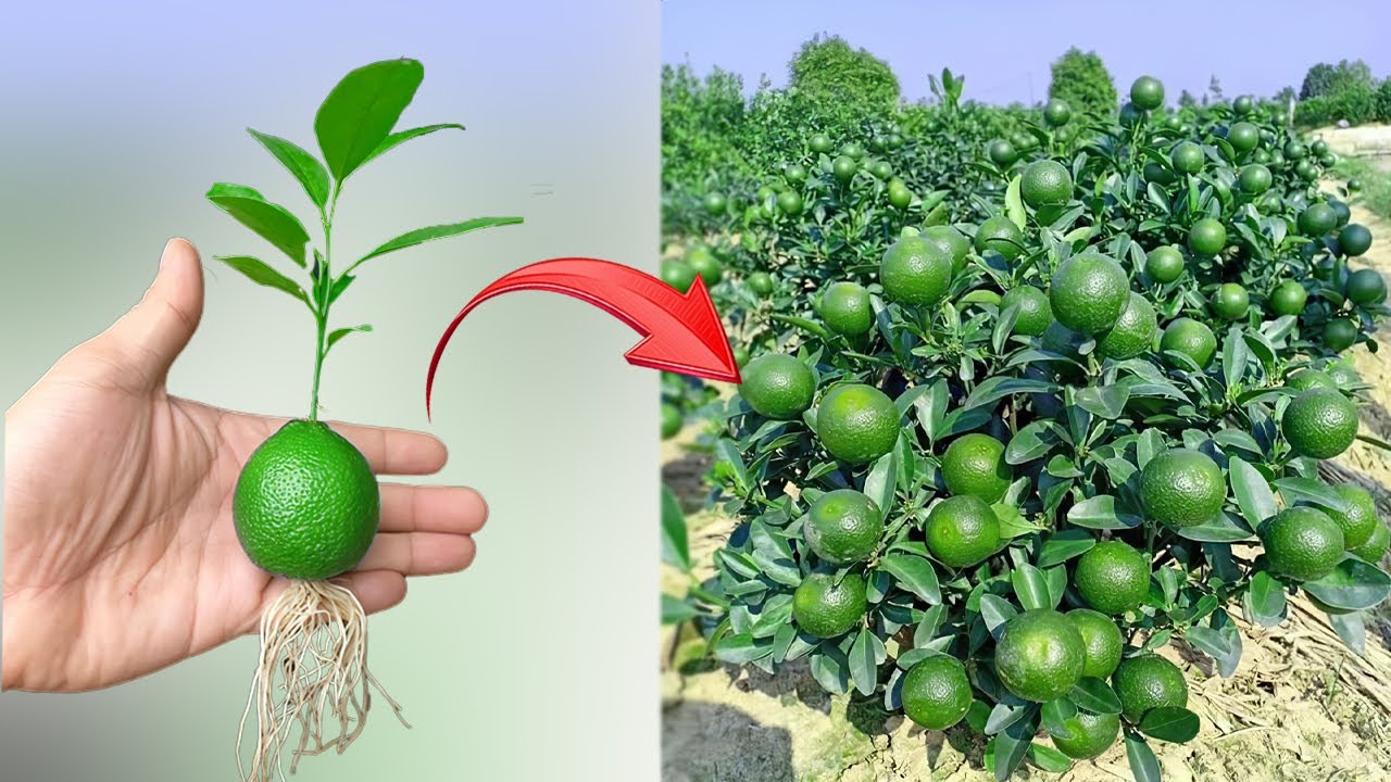 This is the secret to breeding breakthrough, strongest plants I have ever known YouTube