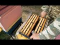 Как Стартуют Пчелосемьи после Зимней Изоляции!!!