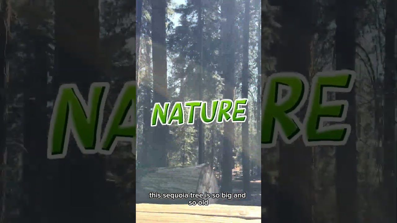 General Sherman Tree trail in Sequoia National Park 