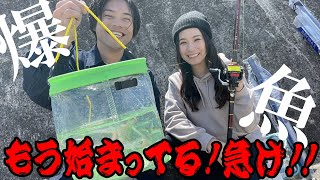 【爆釣】もう始まっている！！急げ！！3桁釣果も可能なレベルに！！！！