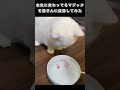 金魚に変わってるマジックを猫さんに披露してみた
