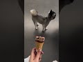 Mời cún yêu ăn kem nàooo! 🐶🍫