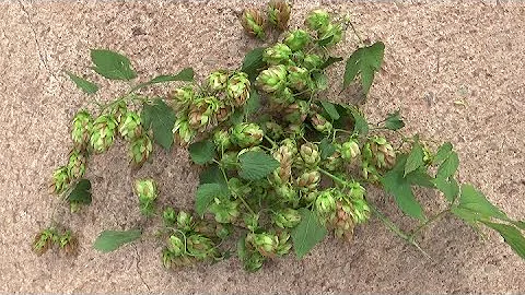 Quels sont les effets du houblon ?