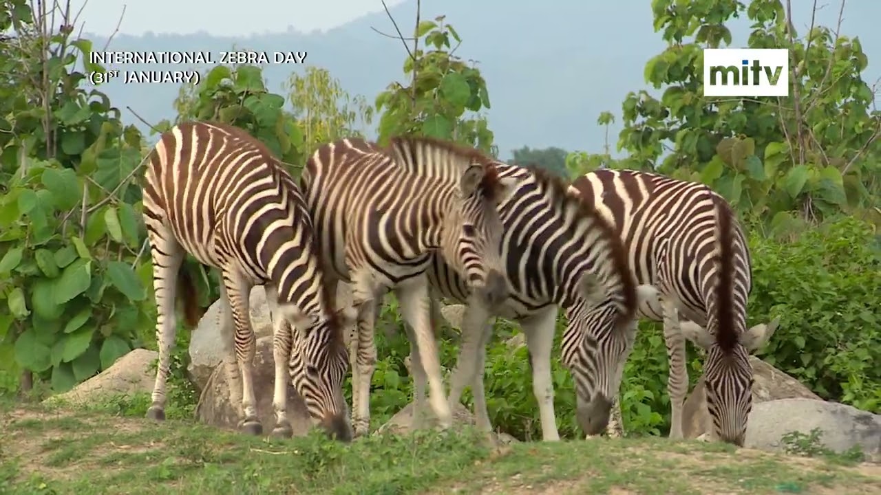 MITV: International Zebra Day (31-1-2026)