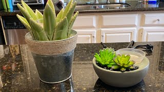 Scentsy “Plant Based” Warmers 🤣🌿