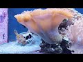 Species Spotlight | Ocellaris clownfish
