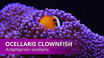 How big do Ocellaris clowns get?