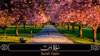 سورة يس بصوت القارئ عامر الكاظمي || Surah Yasin recited by Amer Al-Kazemi