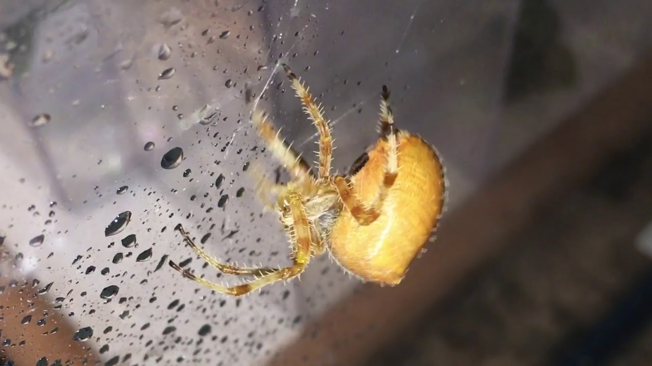 Missy Gets a Drink   - Cat Faced Orb Weaver - Araneus Gemmoides - Slo-Mo begins at 